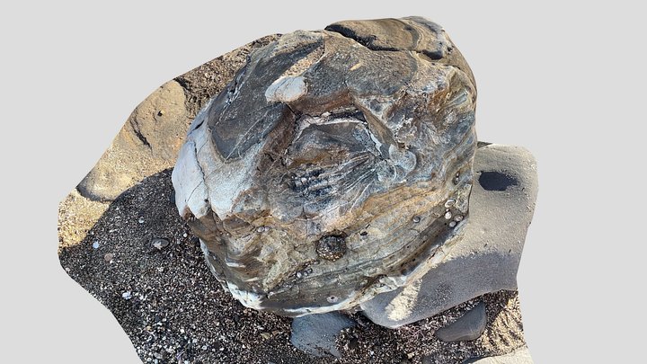 Fossil whale skull & cervical vertebrae 3D Model