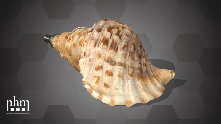 Triton trumpet (NHMW-ZOO-MO-0081100-ETH-169) – Kostenloses 3D-Modell STL