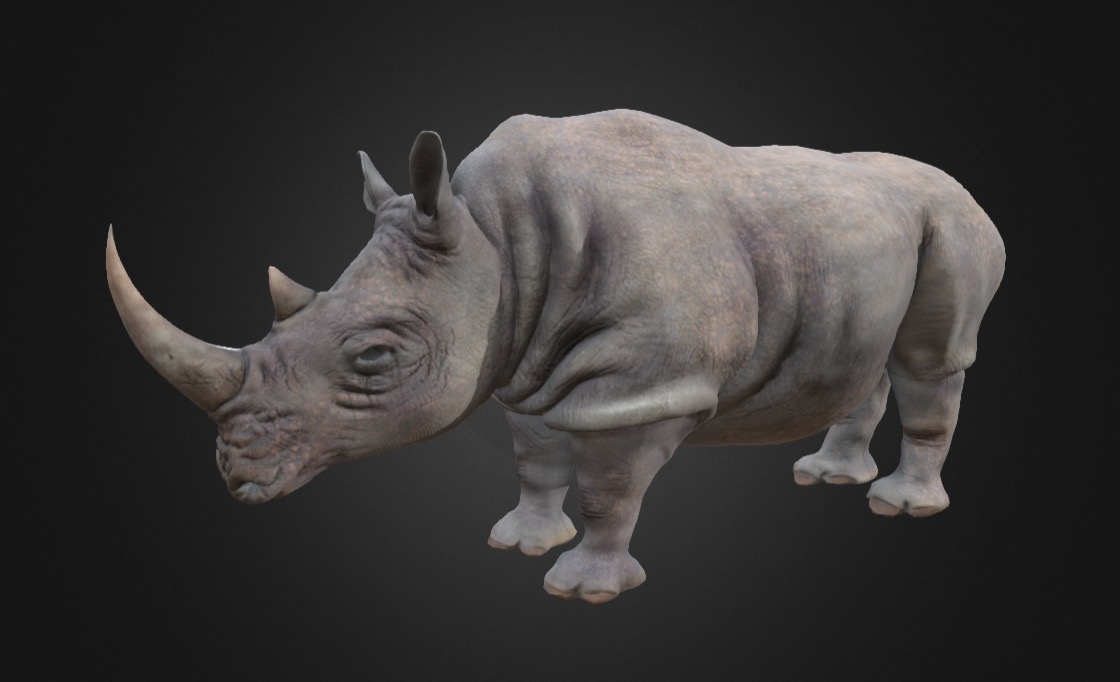 GPF 3 Rhinoceros Anatomy Study - 3D model by seanekorb [85fbf98 ...