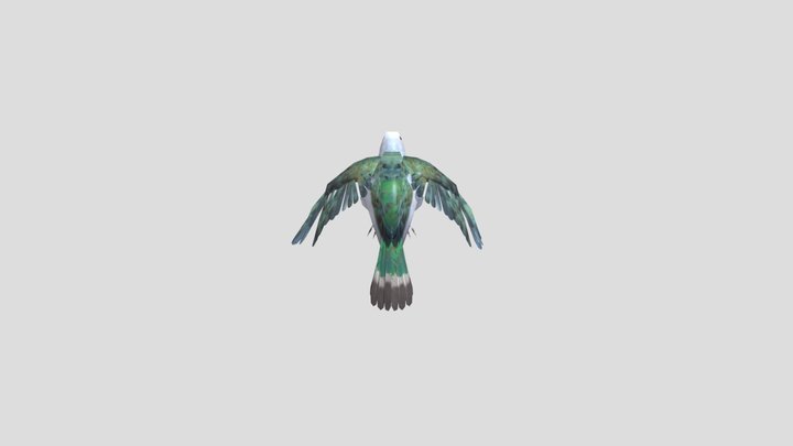 Mindoro-Pigeon 3D Model