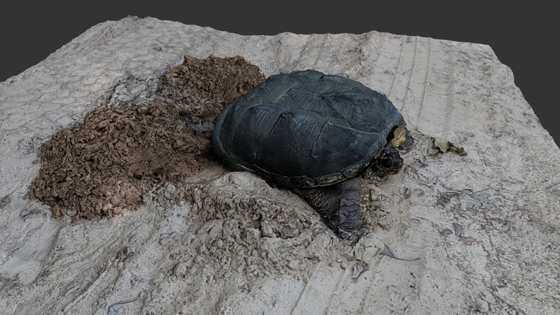 Snapping Turtle Laying Eggs