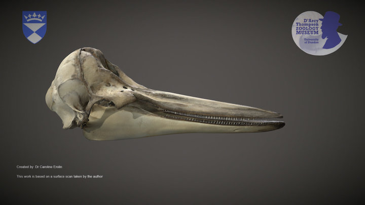 Right Whale Dolphin skull – Kostenloses 3D-Modell STL