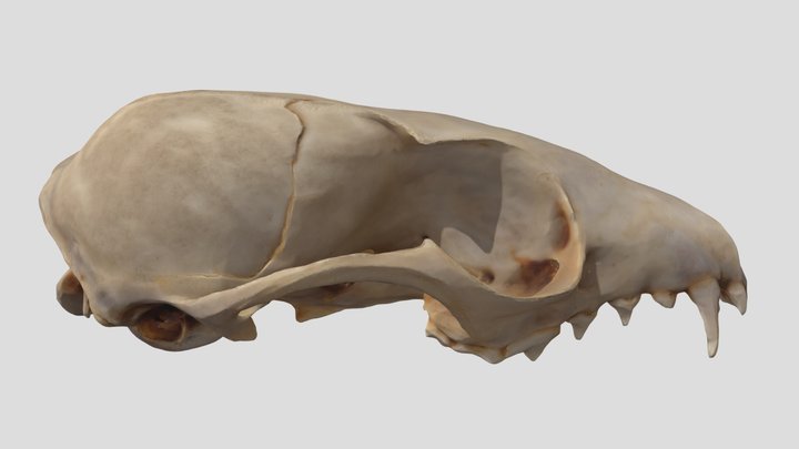 UWYMV:Mamm:1451, Bassariscus astutus, Crania – Kostenloses 3D-Modell STL