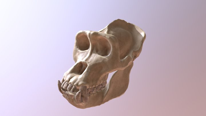 Gorilla Skull (Refined Scan) 3D Model
