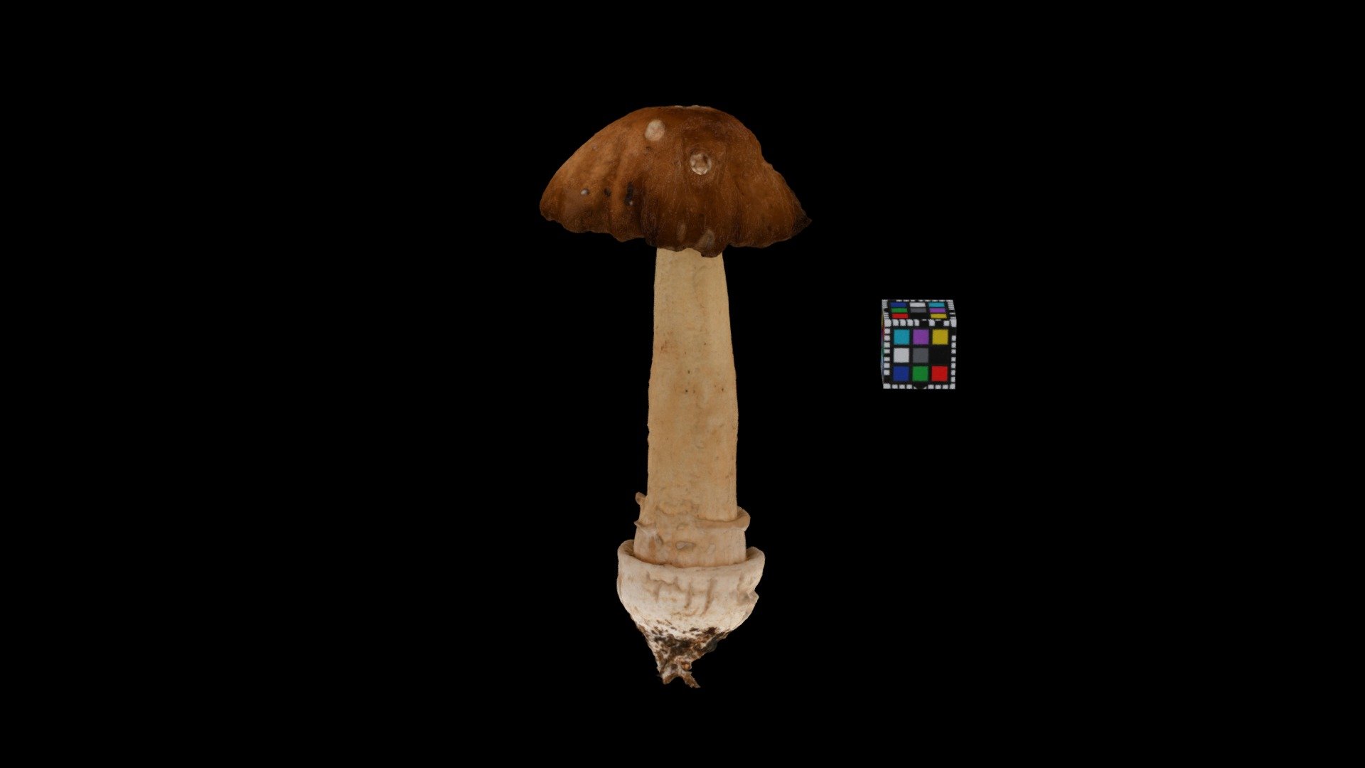 キノコ Mushroom (Unidentified yet)
