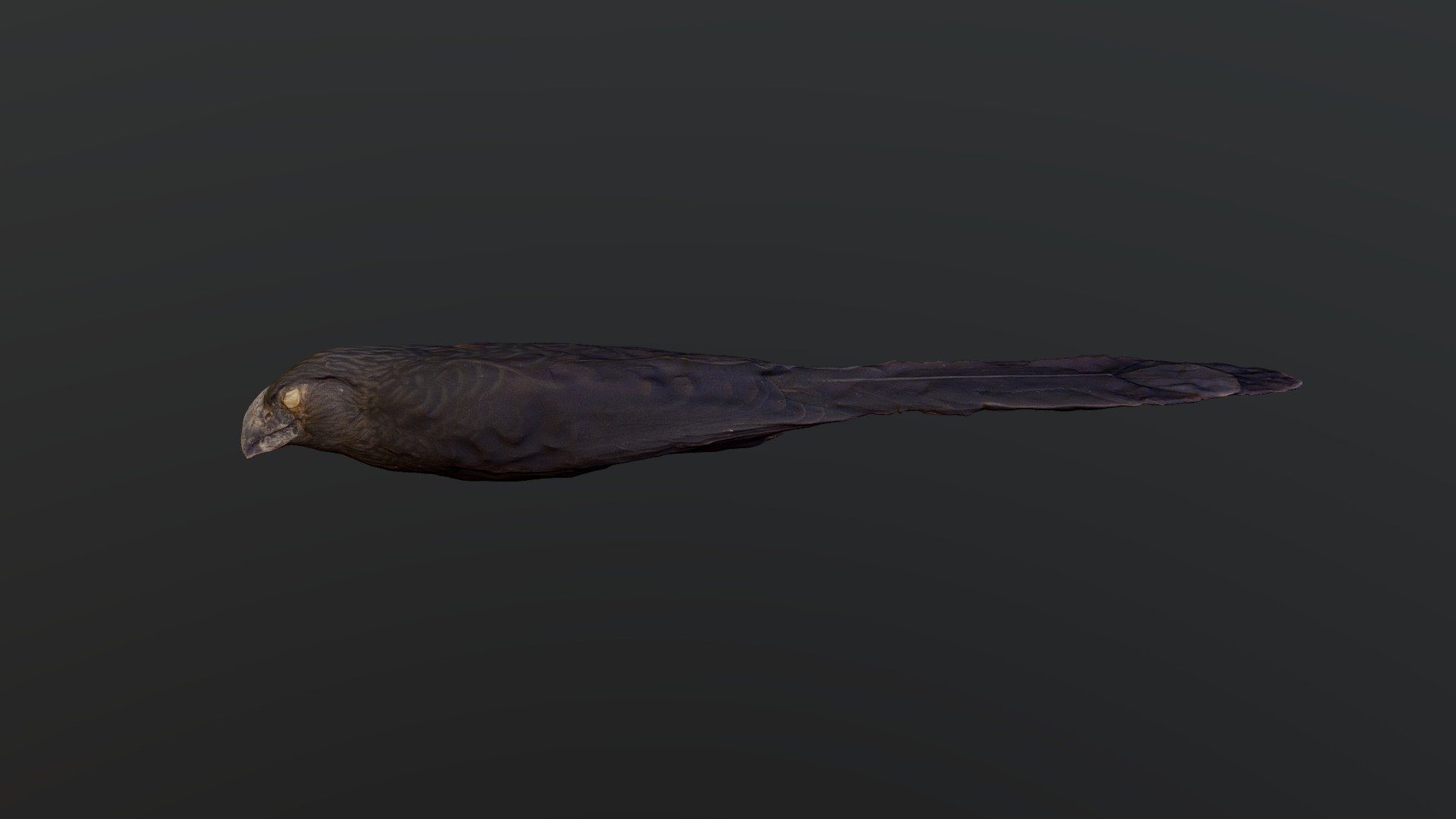 Groove-billed Ani - Crotophaga sulcirostris