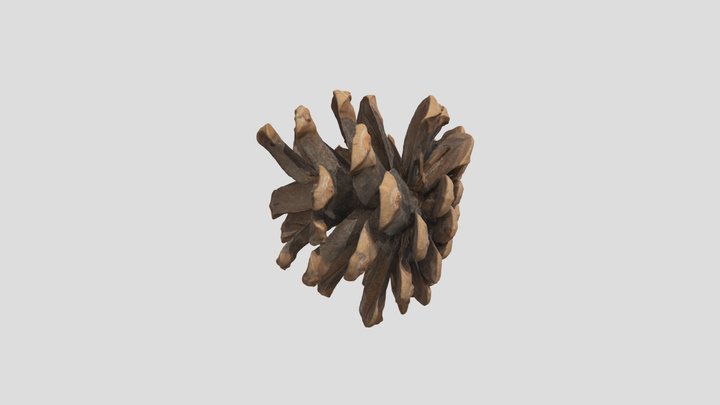 Pine Cone01 3D Model