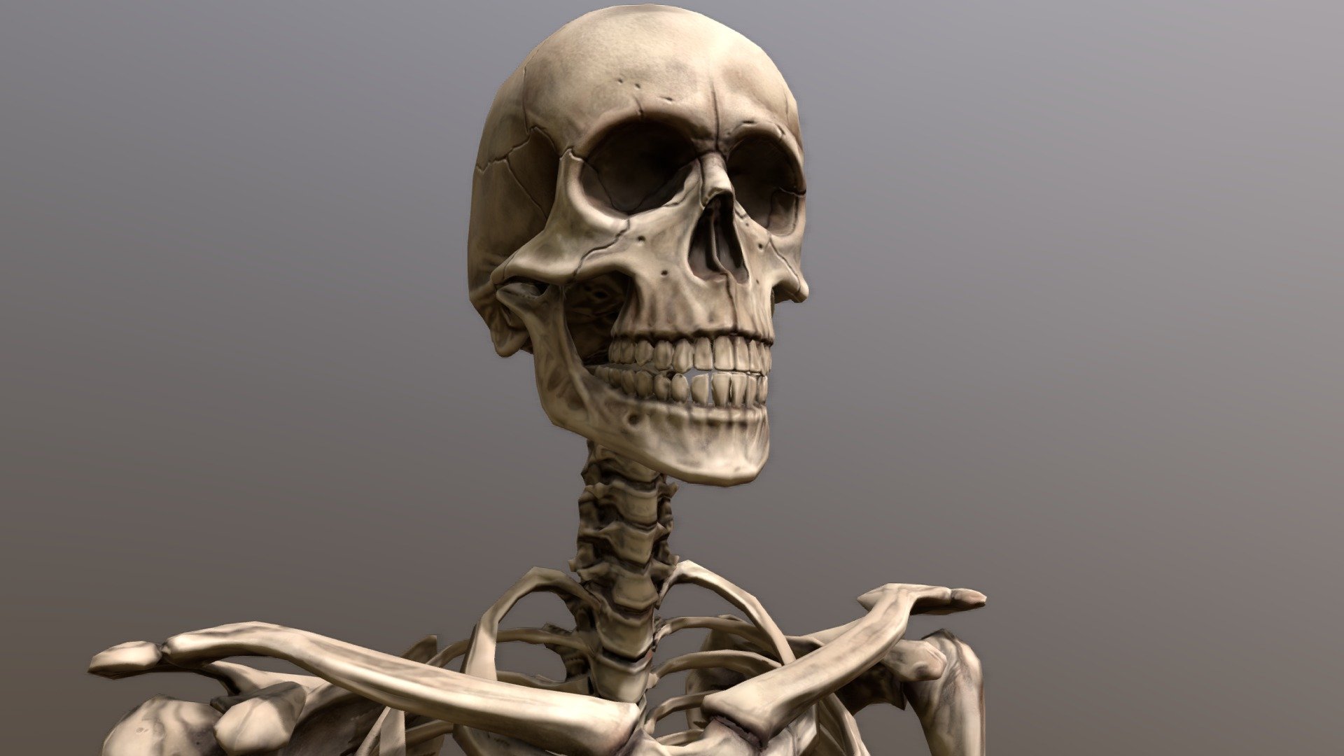 Anatomical Human Skeleton 3D Model.