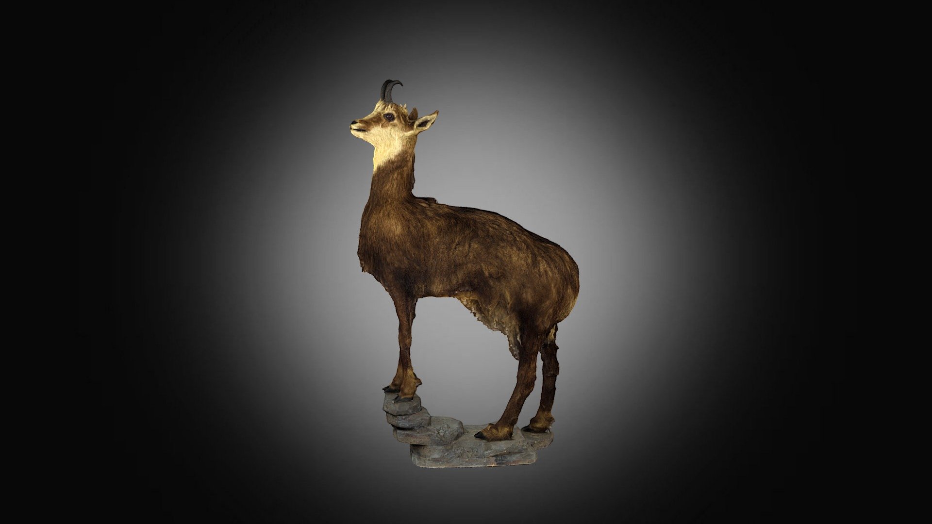 Kamzík horský  (Rupicapra rupicapra L.) — Sketchfab embed 3D viewer