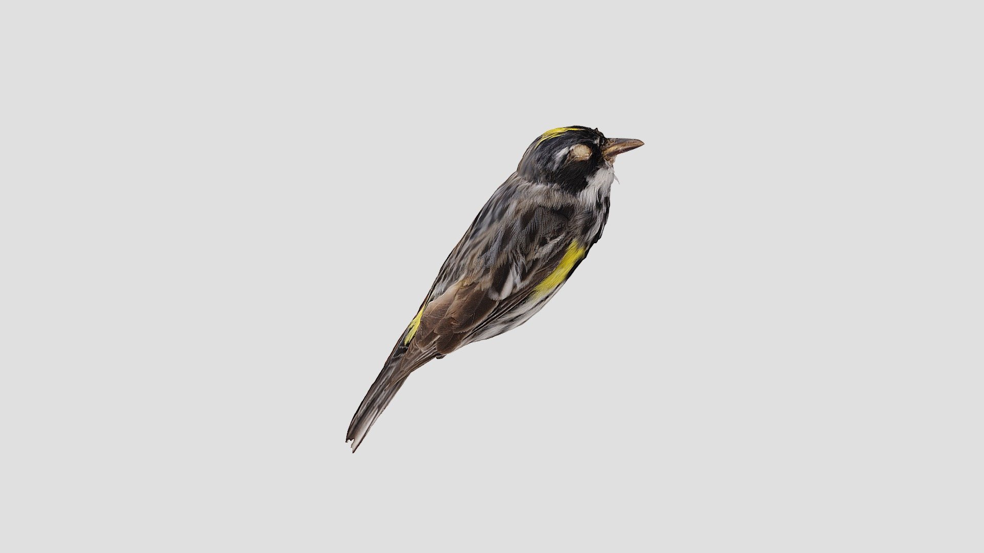 Yellow-rumped Warbler