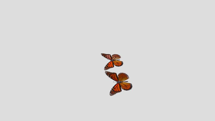 Realistic 3D Butterfly Animation