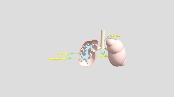 Pulmones 3D Model