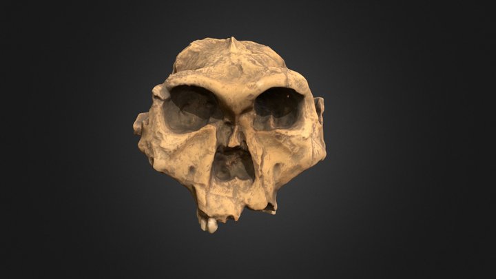 Paranthropus robustus 3D Model