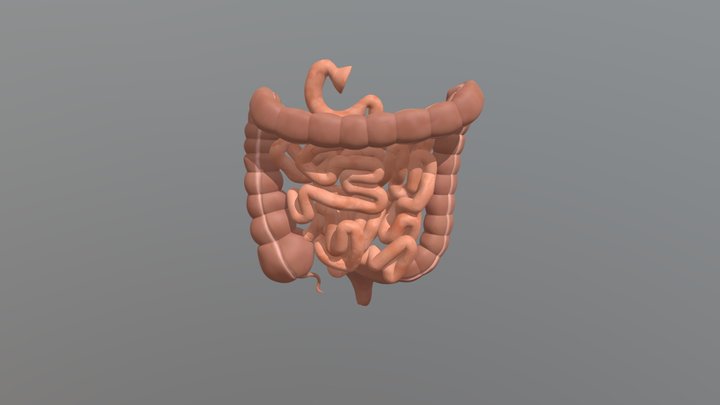 small_and_large_intestine 3D Model