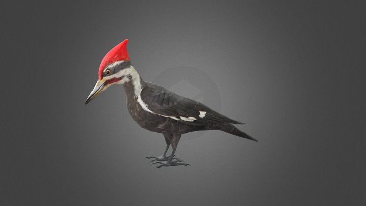 ivory billed woodpecker woody's inspiration 3D Model
