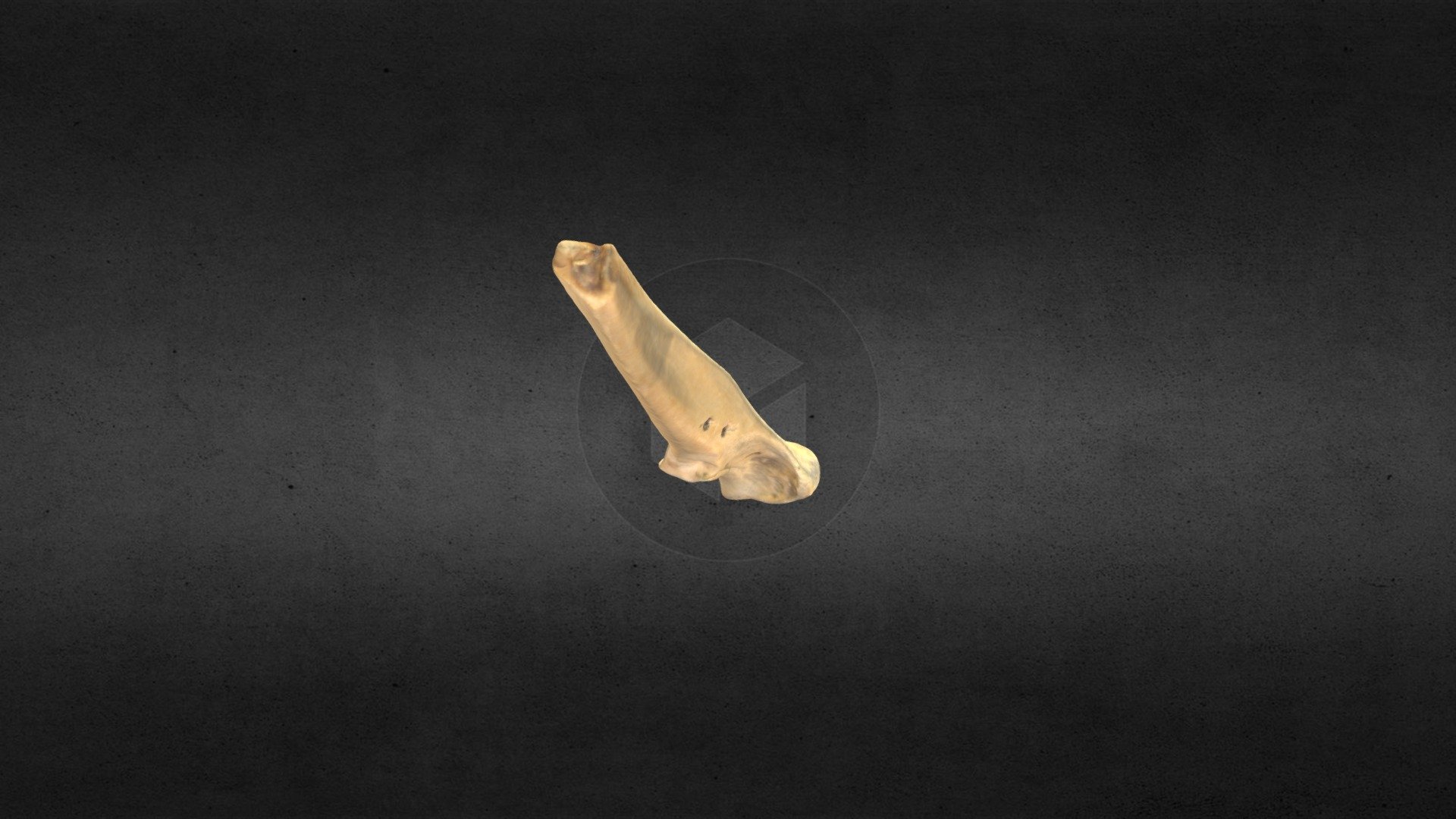 MSCC089 Canis latrans Left Ulna