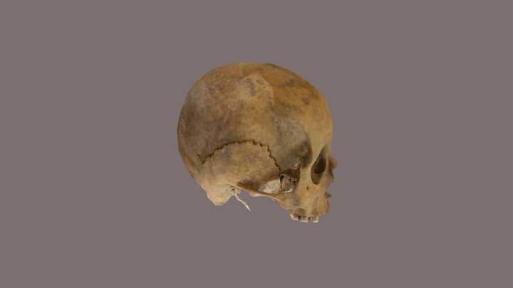 Череп2 3D Model