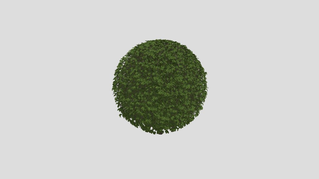 Hedge Spherical Plant