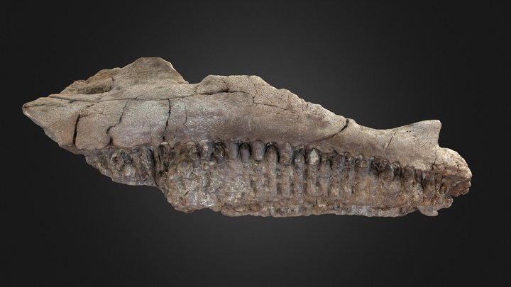 Edmontosaurus Partial Maxilla 3D Model