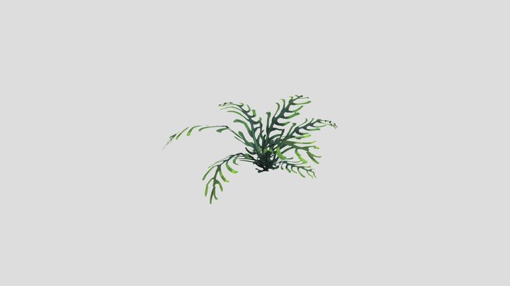 Fern_S 3D Model