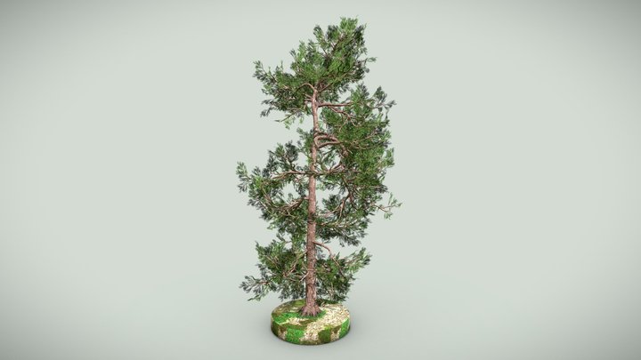 Tree 2 3D Model