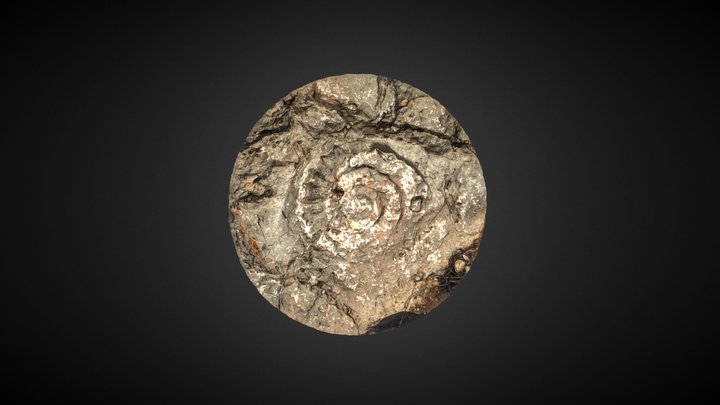Amonit 3D Model