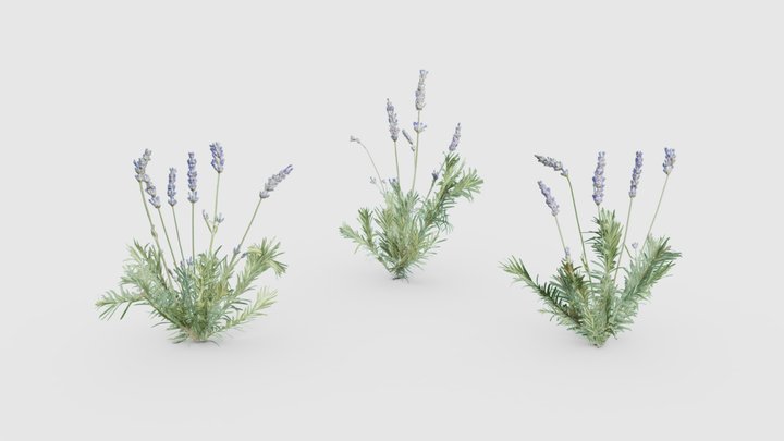 Lavender (With Random Distribution) 3D Model