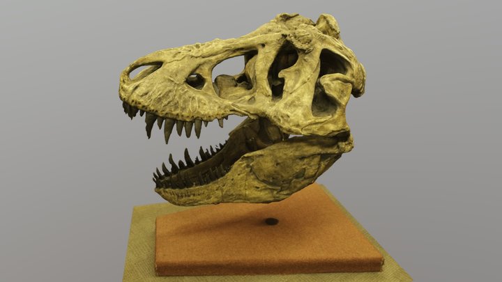 T-Rex Skull 3D Model