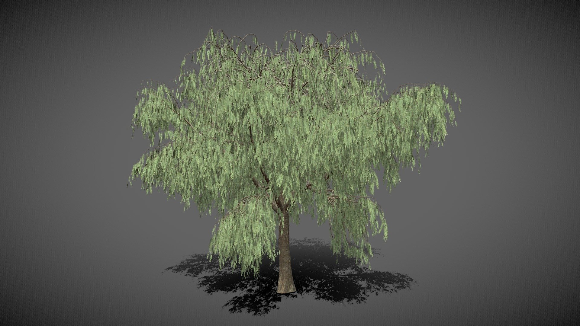 Pepper Tree_02 - Buy Royalty Free 3D model by Jeff Meunier (@Jeff ...