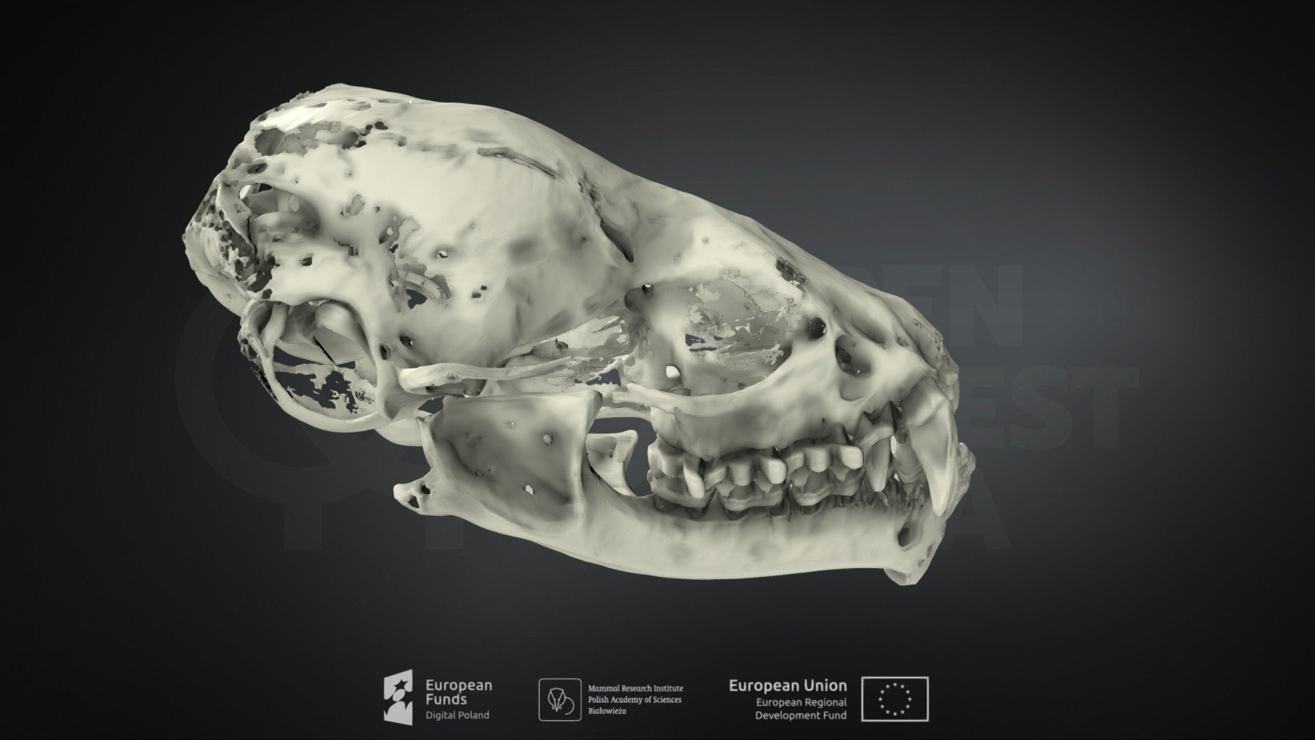 Nyctalus leisleri (Leisler's Bat) (Borowiaczek)