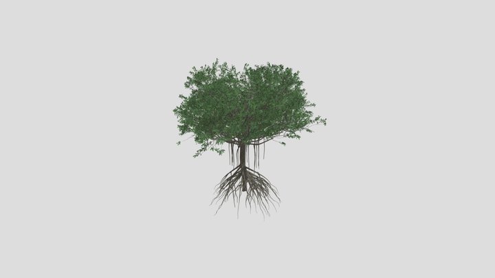 GTV mangrove tree B 3D Model