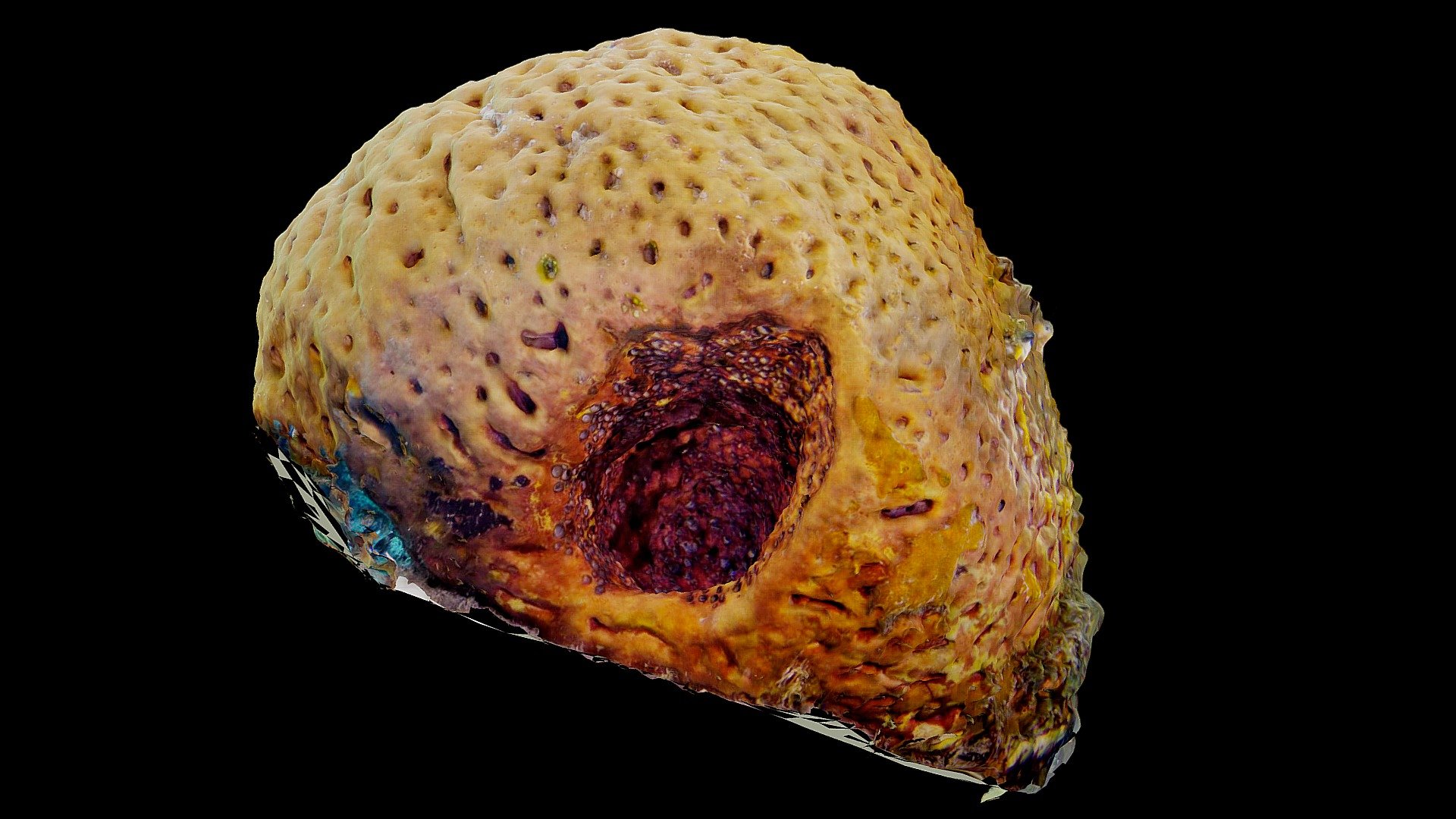 #33: Geodia neptuni