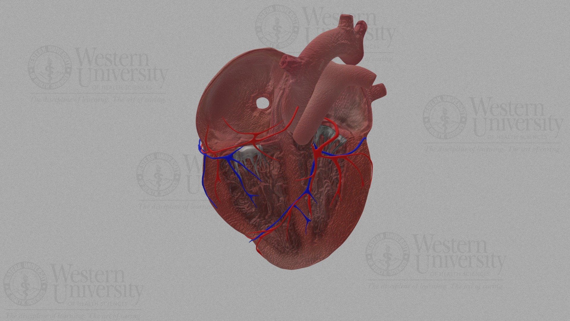 human heart anatomy 3d