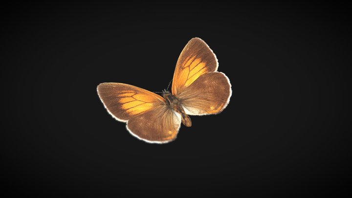 Butterfly Block Strike - Download Free 3D model by dchel12 (@dchel12)  [64d51a8]