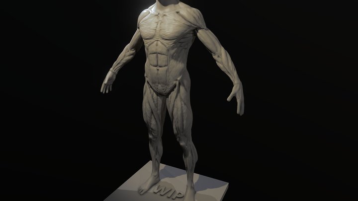Male Anatomy study WIP 3D Model