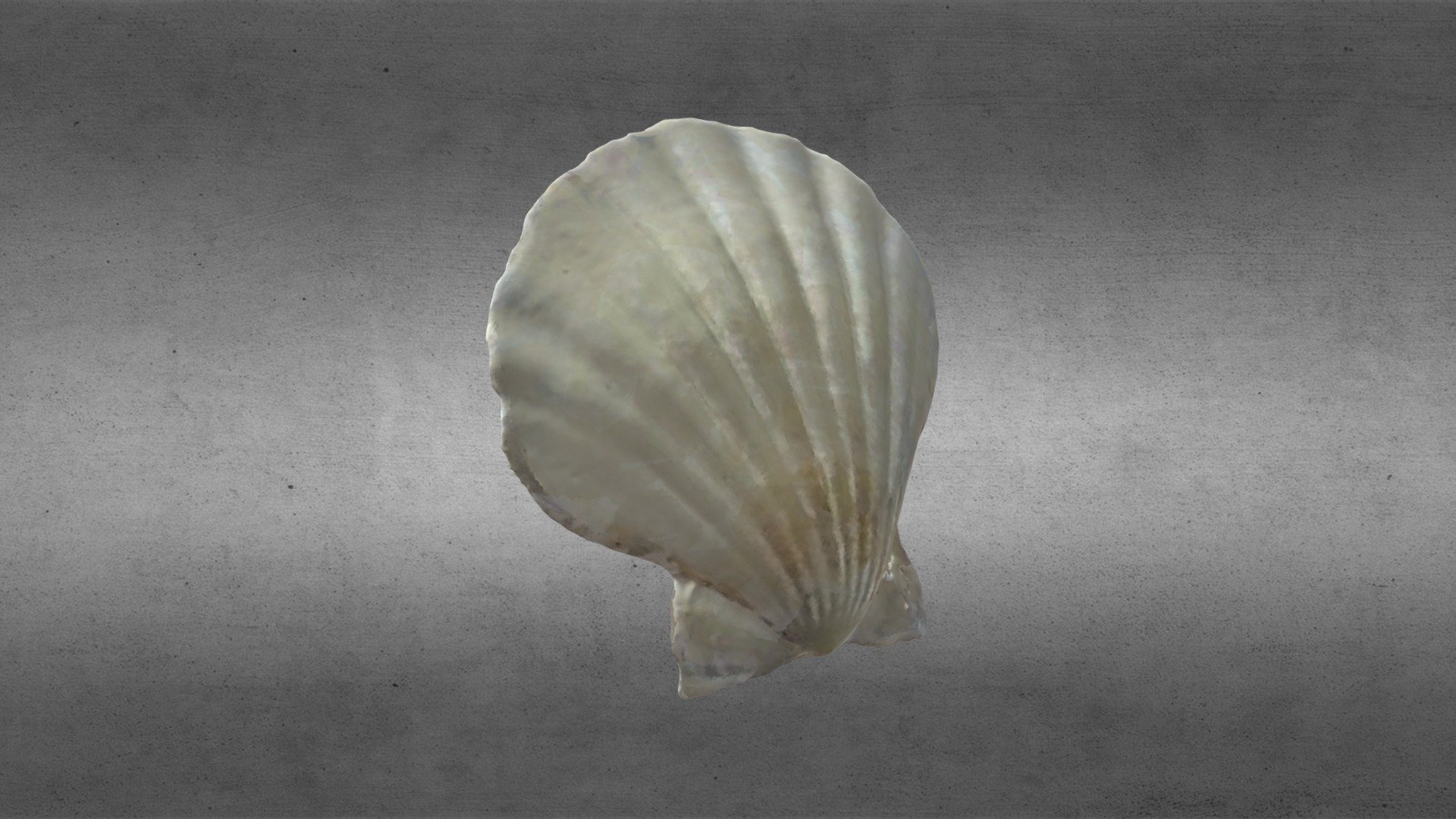 Scallop - Download Free 3D Model By Holgercp [863a672] - Sketchfab