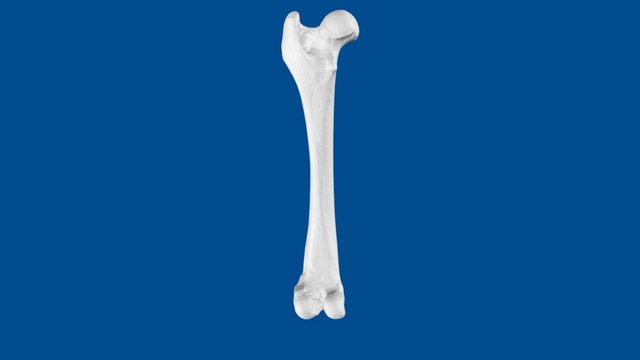 3D Dog Bone Project: Femur 3D Model
