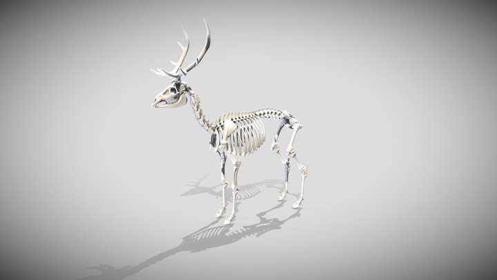 Red Deer Skeleton Sculpt 3D Model