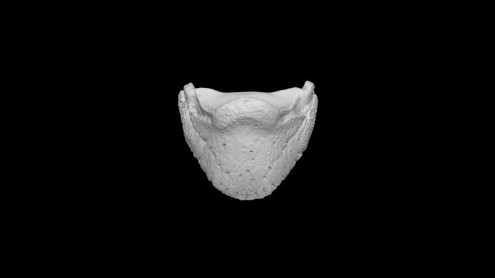 Horse distal phalanx (P3, coffin bone) 3D Model
