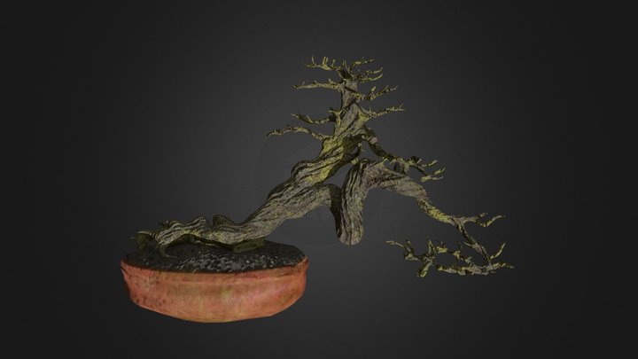 Gnarled Bonsai 3D Model