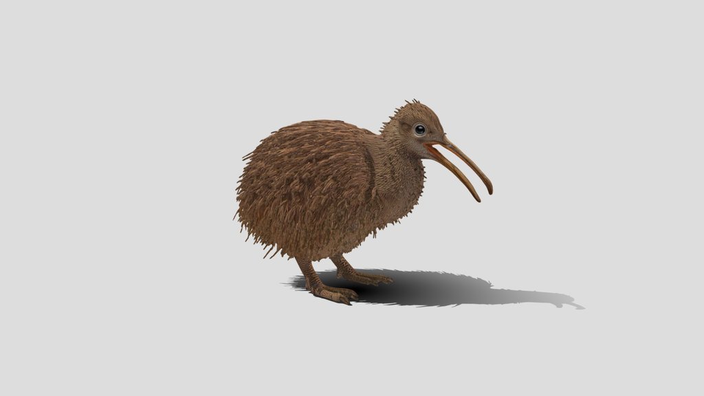Kiwi bird 3d model