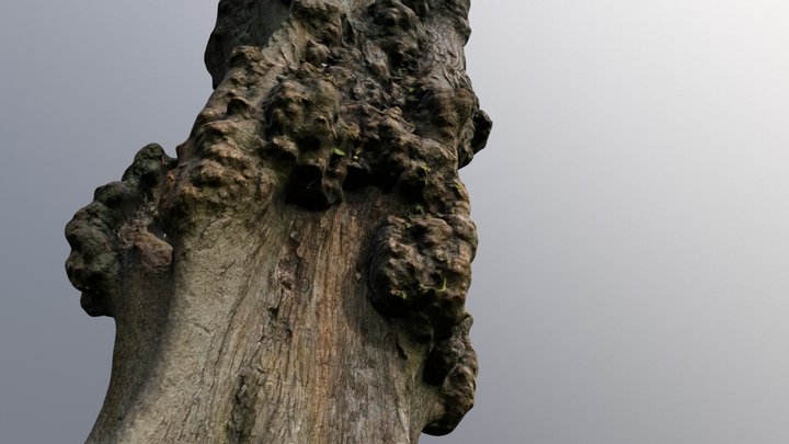 Tree trunk #1 - Photoscanned 3D Model