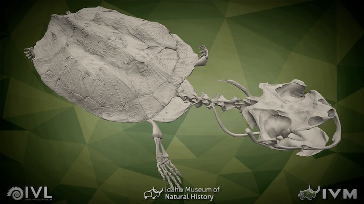 Mata mata – Modello 3D gratuito STL