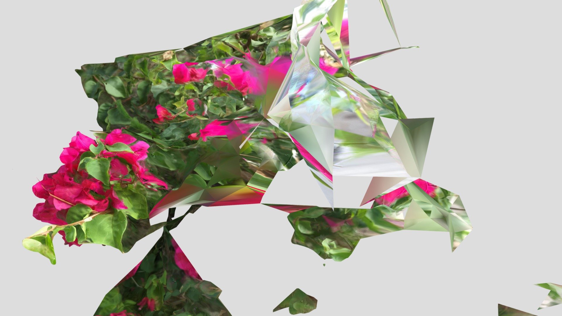 Glitchy Bugonvilia flowers Tal-Aviv