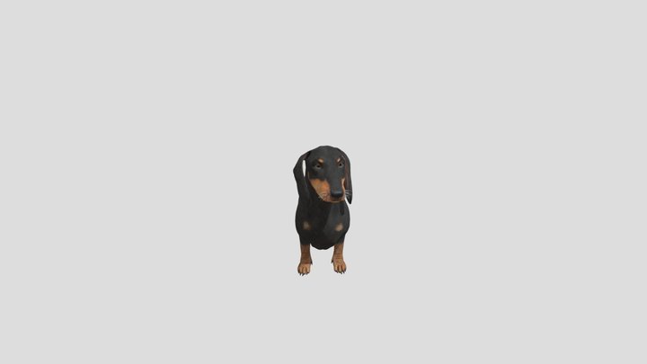 Dog Dachshund 3D Model