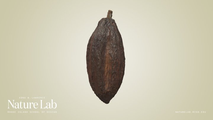 Cocoa Pod