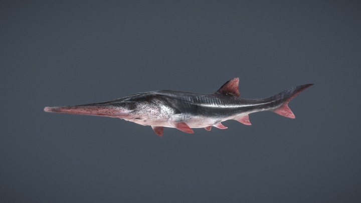 Chinese paddlefish (Psephurus gladius) 3D Model