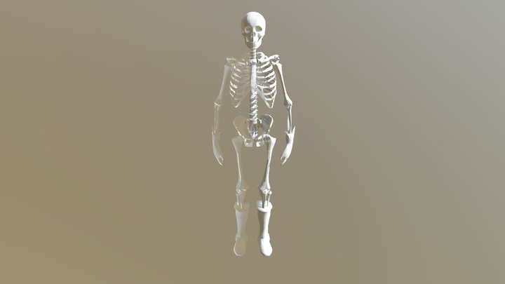 Skeleton 3D Model