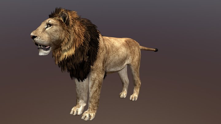 Male Lion 3D Model