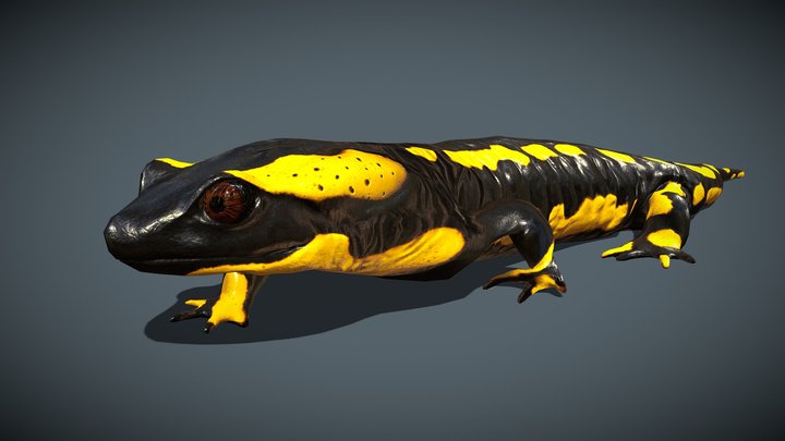 Animated fire salamander 3D Model